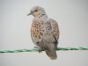 Turtle Dove at Wakering Rubbish Tip (Steve Arlow) (68452 bytes) Turtle Dove at Wakering Rubbish Tip (Steve Arlow) (68452 bytes)